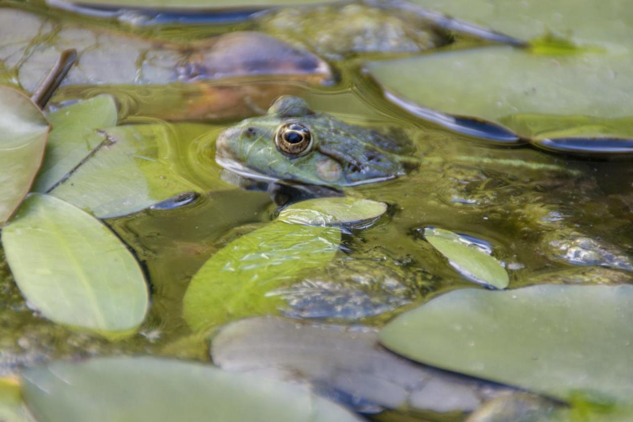 Au Jardin De La Marquetterie Villa Cigogne Buitenkant foto